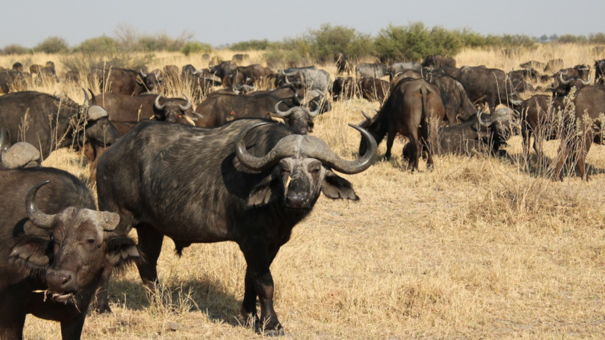 Bufalo nero africano