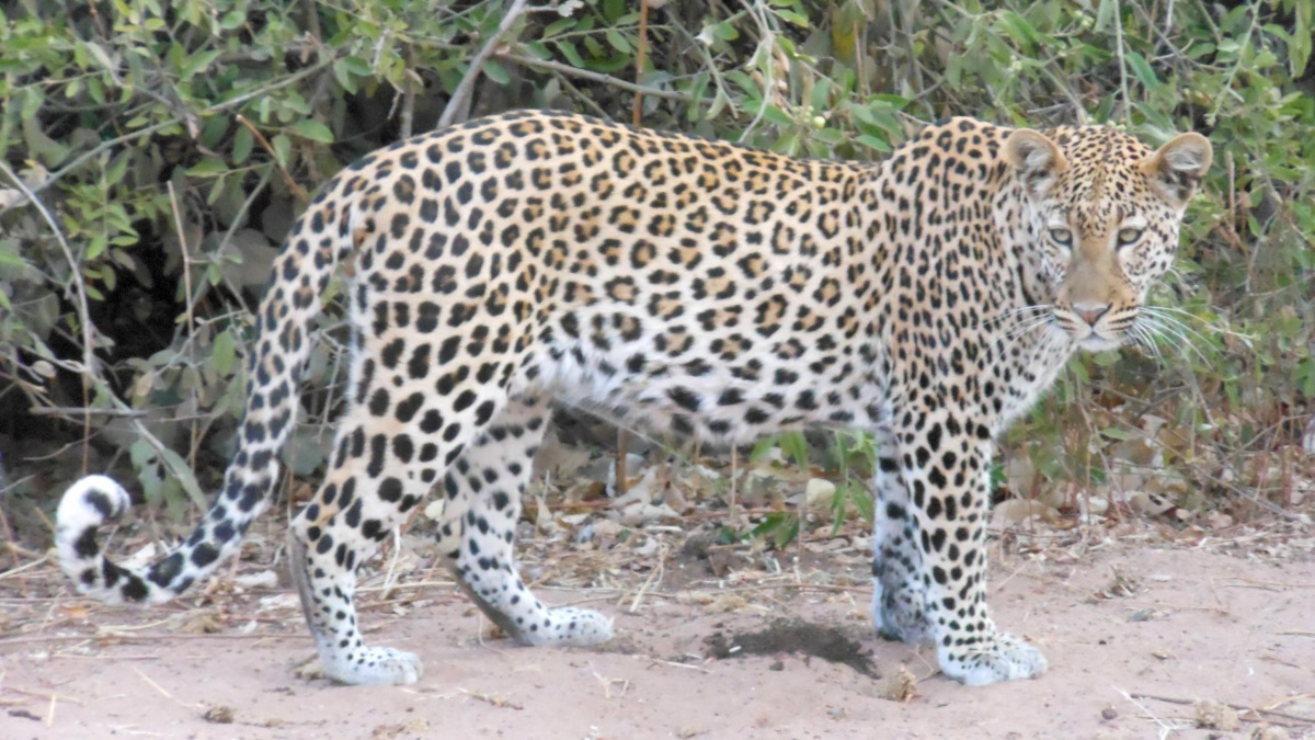 Leopardo Big Five