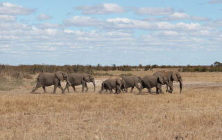 Elefanti nel Kruger Sudafrica