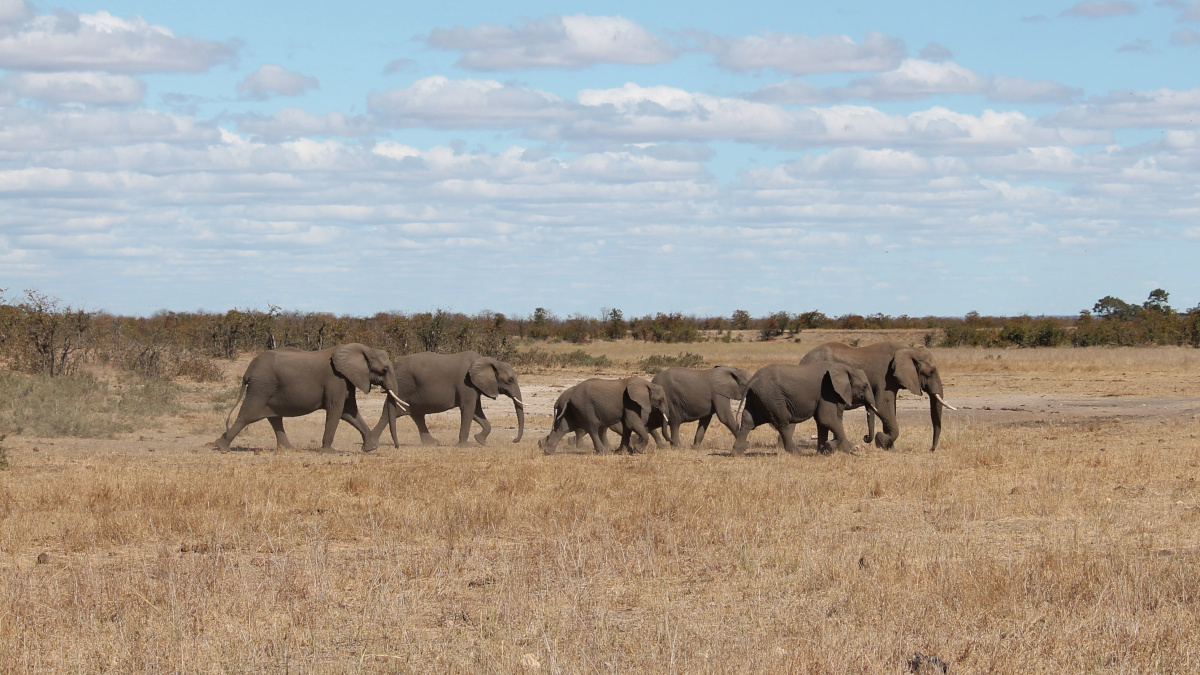 Elefanti nel Kruger Sudafrica