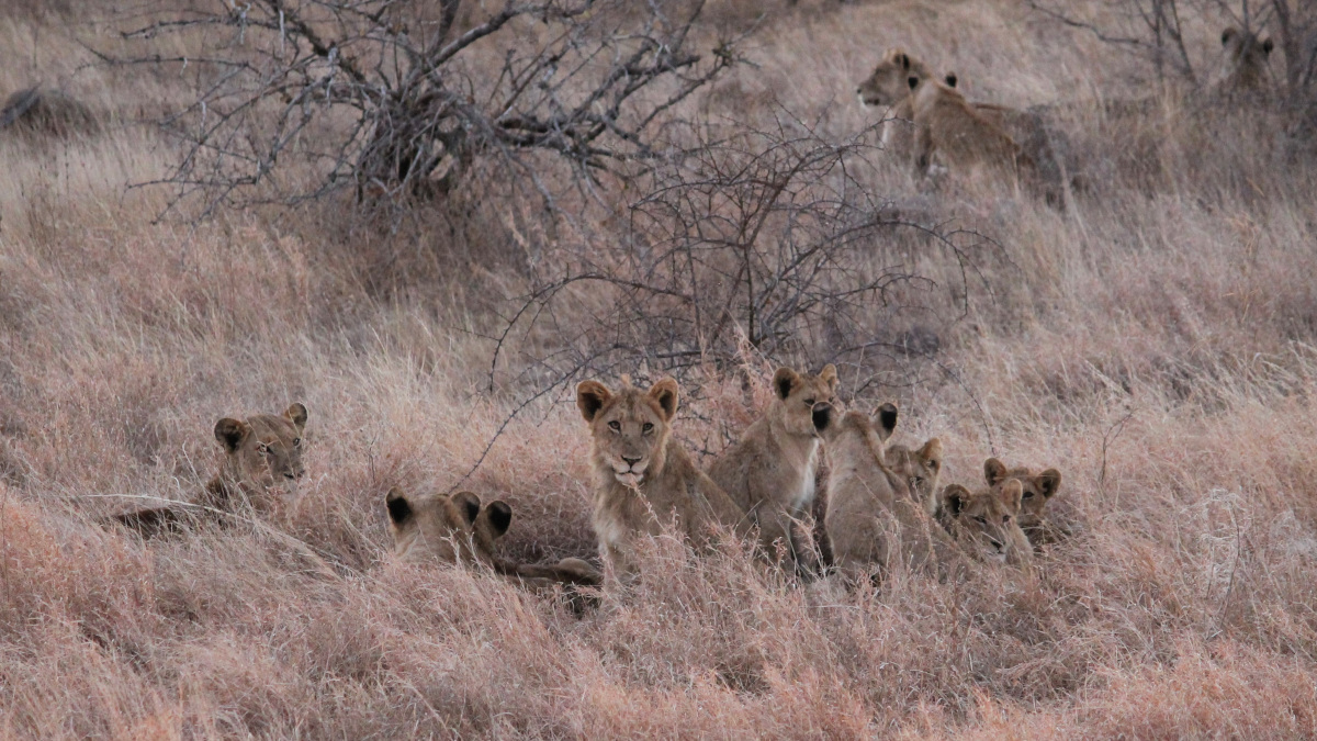 Leoni nel parco Kruger
