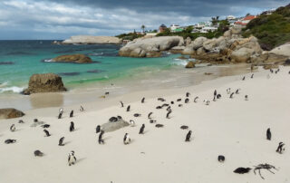 boulders penguin colony
