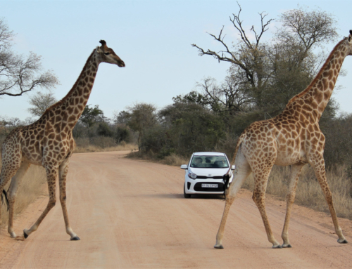 Come organizzare un safari in self drive nel Kruger National Park